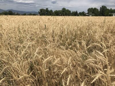 Grow Your Own Heritage-Grain Breads Image
